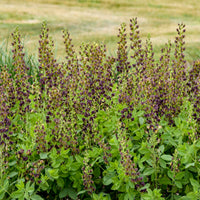 Baptisia Decadence Dutch Chocolate