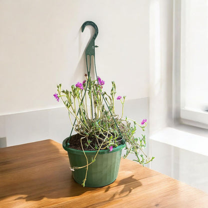 purple succulent hanging plant Purple Iceplant Hanging Basket—Vibrant Succulent Trailing Plant