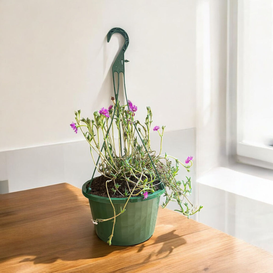 Purple Iceplant Hanging Basket