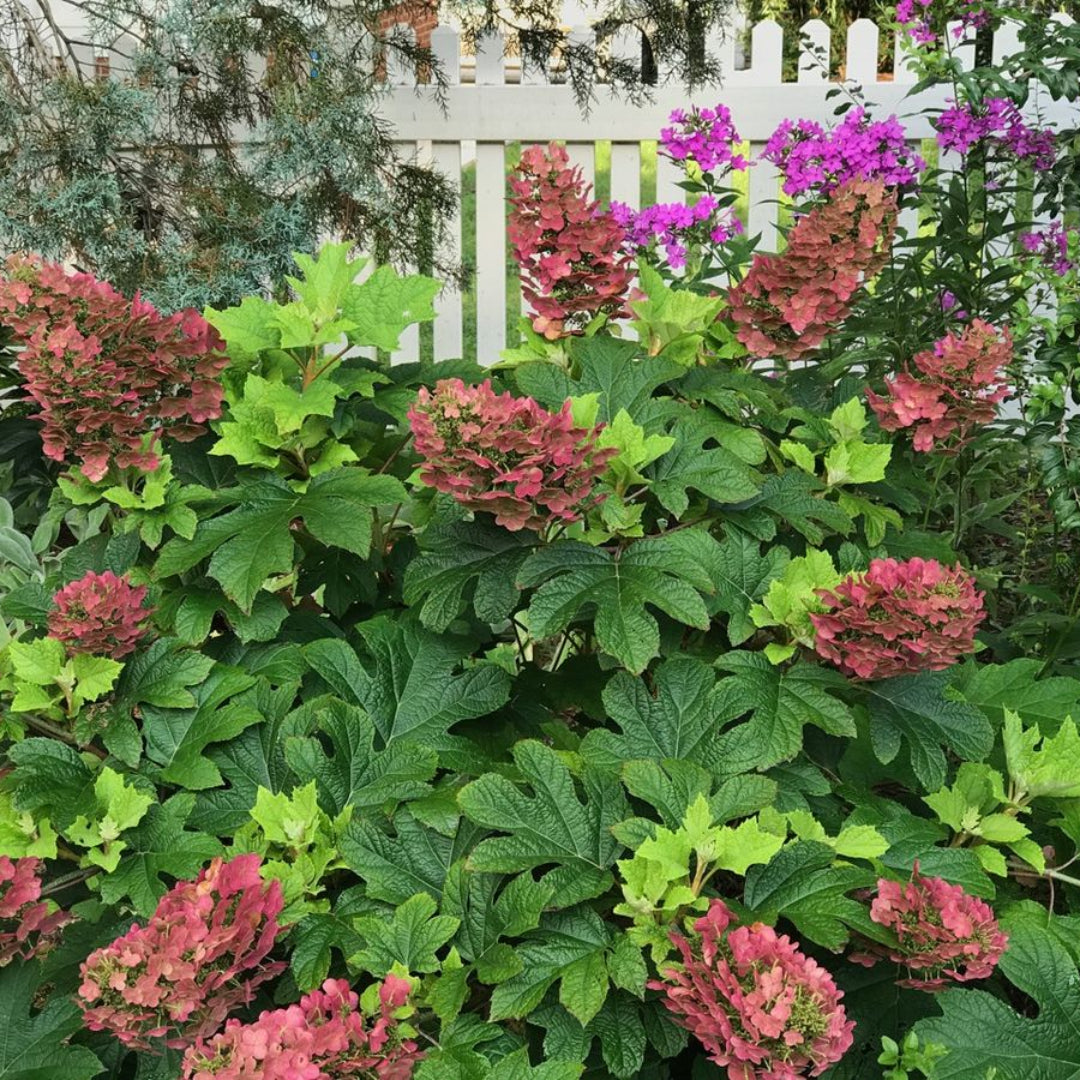 Ruby Slippers Oakleaf Hydrangea