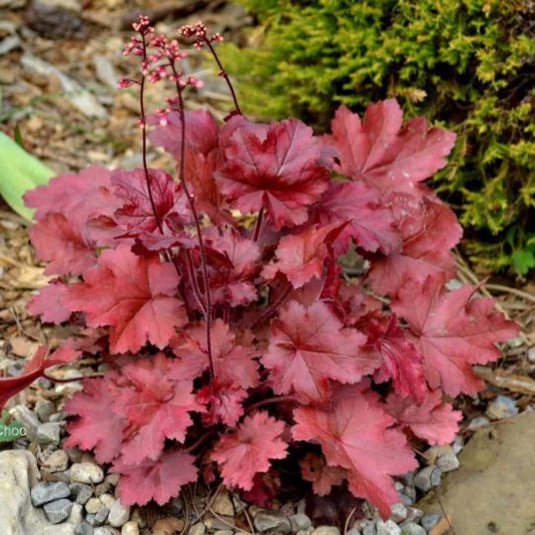 Heuchera &