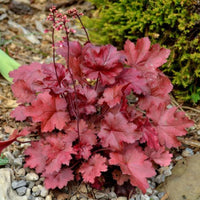 Heuchera 'Fire Chief' 10 count flat of 4" pots