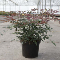 Flirt Nandina