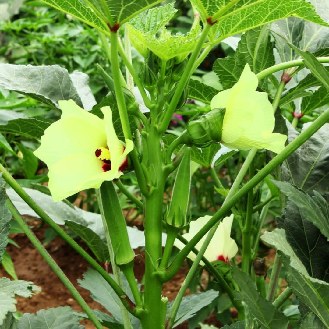 Okra Plant
