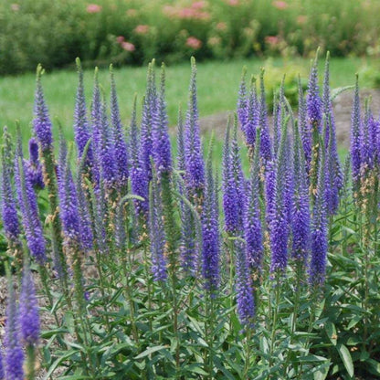 Veronica spicata &
