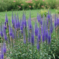 Veronica spicata 'Royal Candles' (Dwarf Spike Speedwell) - [EG]
