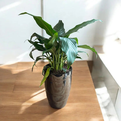 Peace lily plant with lush green leaves in a decorative indoor pot