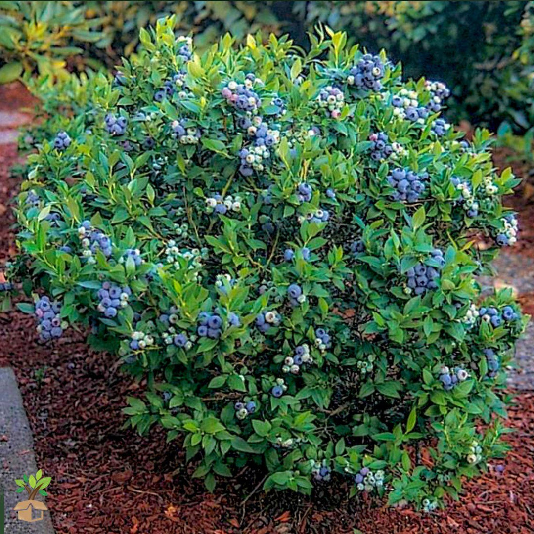 Bonita Blueberry Bush
