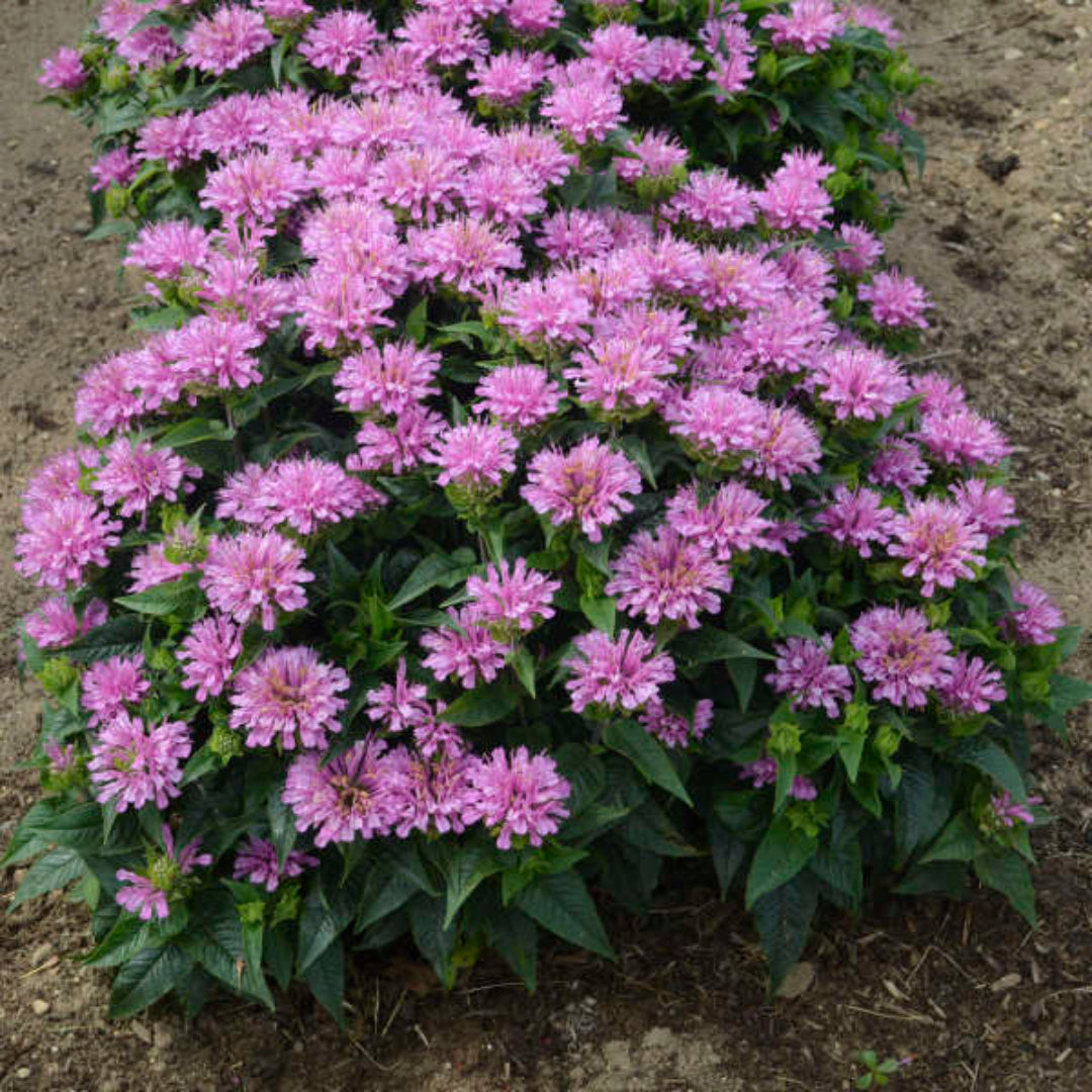 Monarda Didyma Pardon My Cerise Ppaf Bee Balm