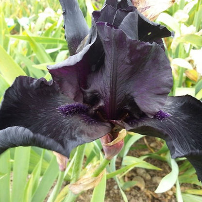 Iris Germanica Before The Storm Bearded German Iris