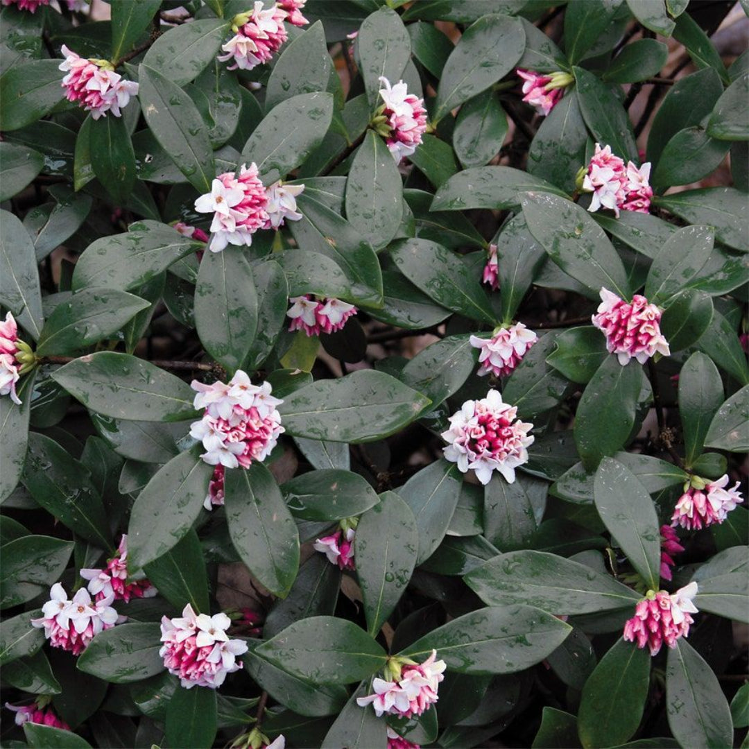 Daphne Odora Pink Plant full growth shrub