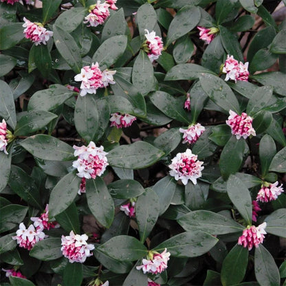 Daphne Odora Pink Plant full growth shrub