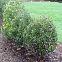 lnkberry-Shamrock Holly