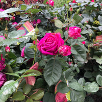 Sweet Spirit Rose