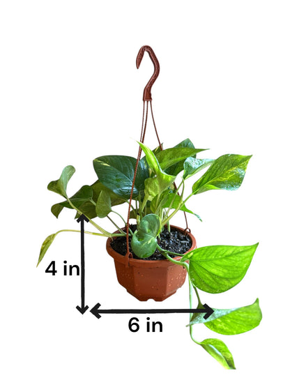 Golden Pothos plant in hanging basket