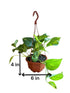 Golden Pothos plant in hanging basket