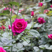 Gorgeous Purple Rose (3-5 ft tall)