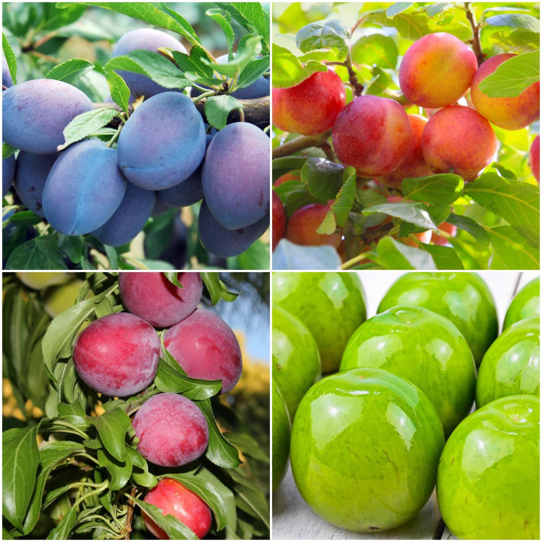 4 In 1 Plum Cocktail Tree| The Plum Cocktail Tree sounds like a fascinating hybrid plant that offers a diverse range of plum varieties all in one tree.