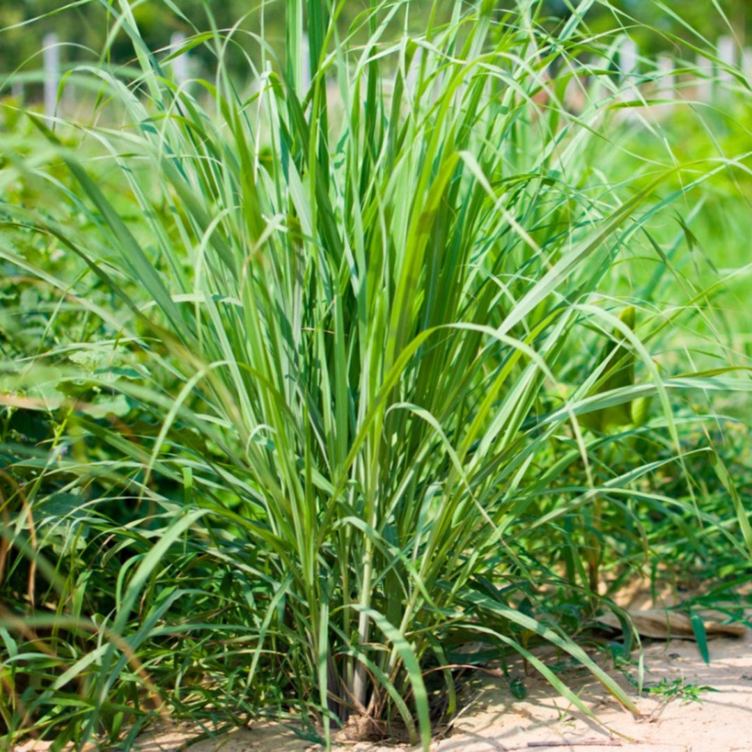 Lemongrass