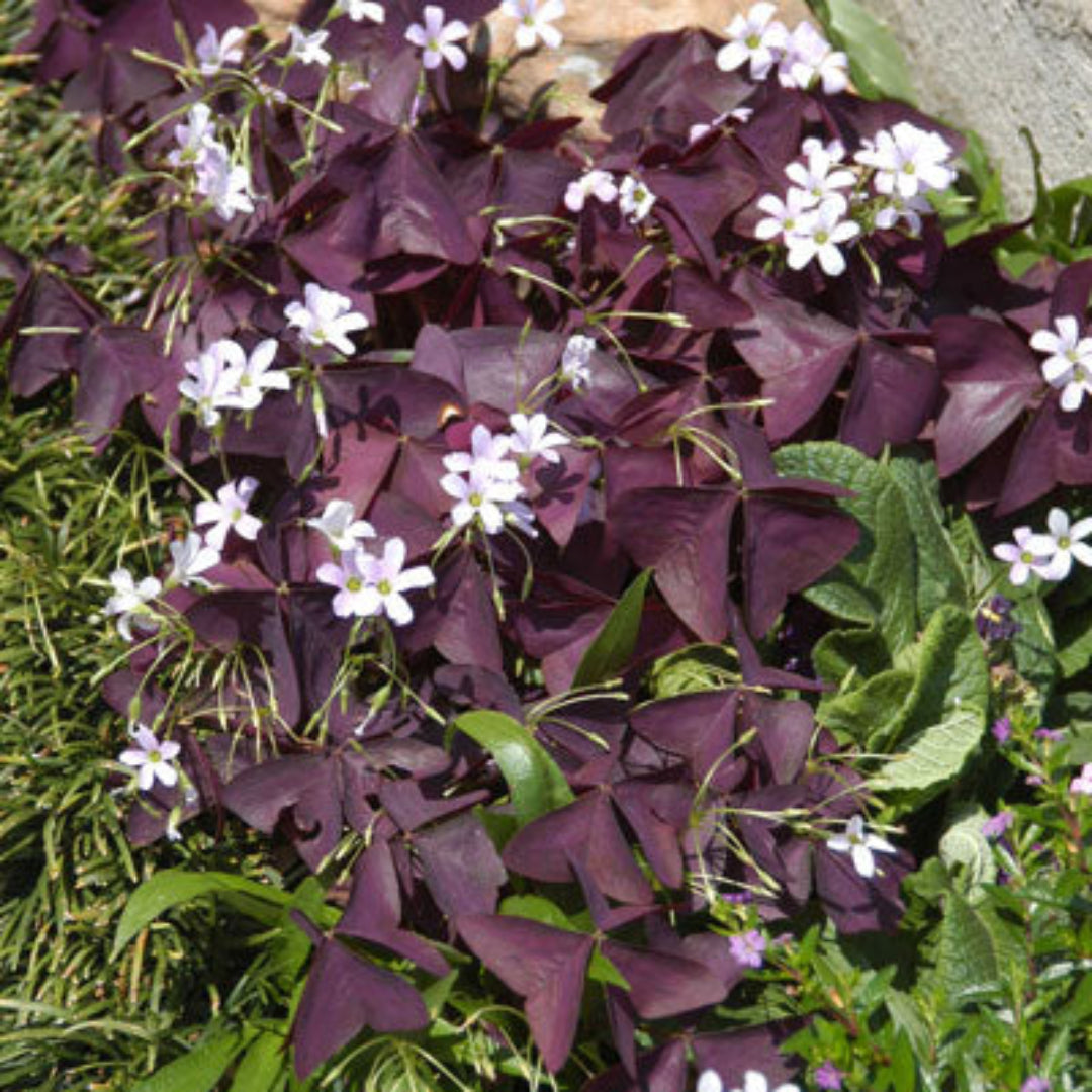 Oxalis Regnelli &