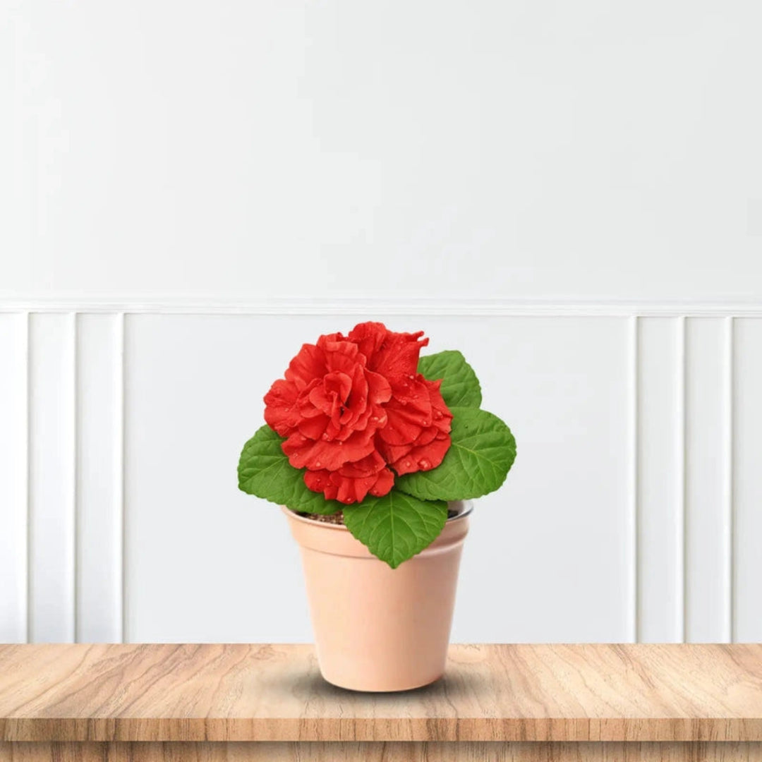 Cardinal Red Hydrangea with Bright Red Flower Heads in Bloom