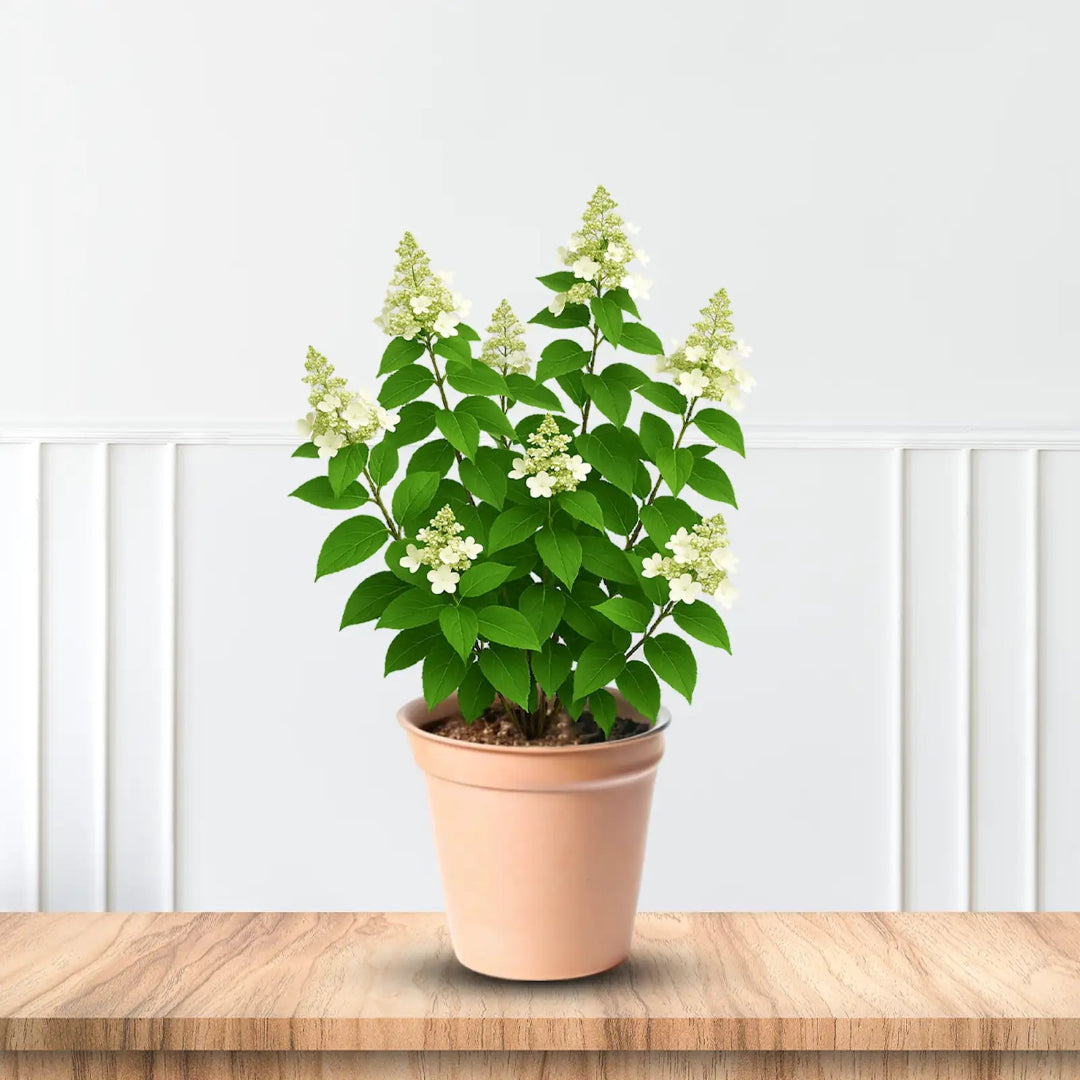 Fully grown Hydrangea Paniculata Dharuma shrub with blossoms in garden bed