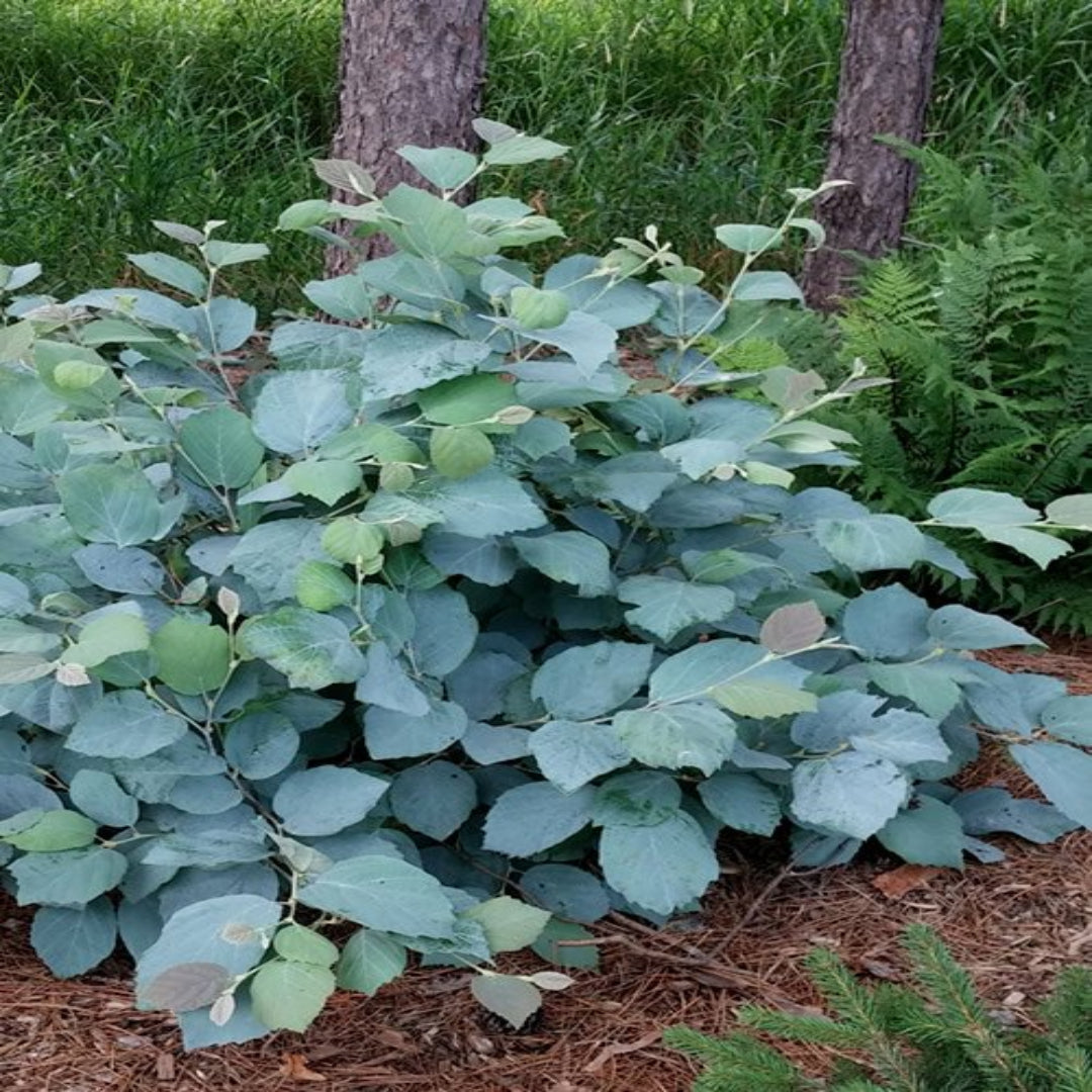 Fothergilla Gardenii &