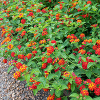 Lantana Camara 'Dallas Red' Golden Yellow & Red Flowers Spring To Frost - [EG]