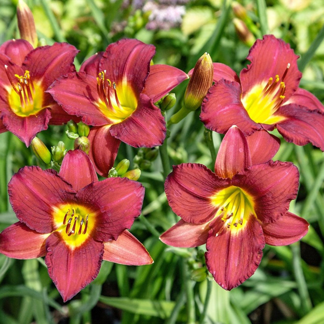 Hemerocallis Ruby Stella Daylily close-up