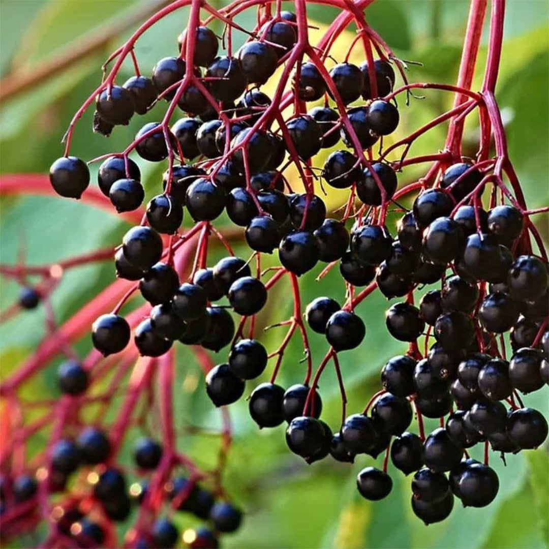 Bob Gordon American Elderberry