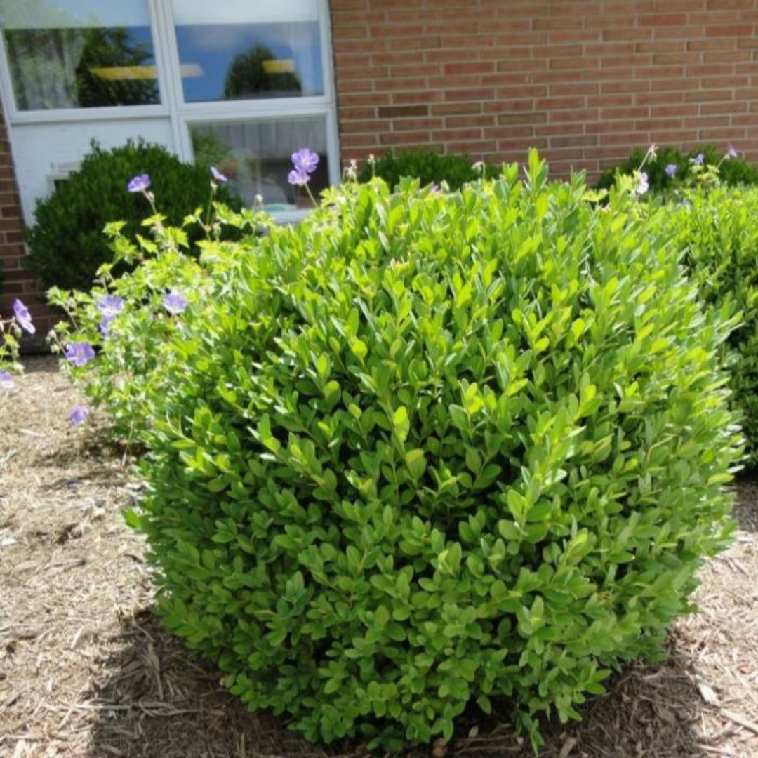 Chicagoland Green Boxwood