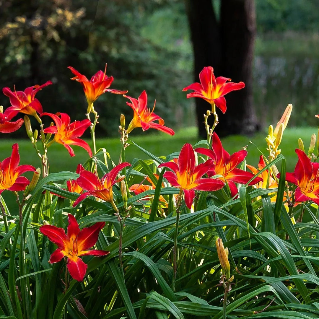 Hemerocallis &