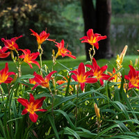 Bright red daylily perennial plant for landscapes