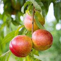 Karla Rose Nectarine Tree