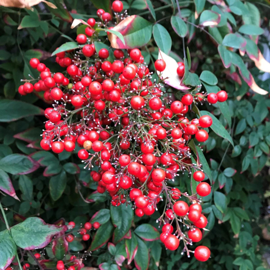 Nandina Harbor Belle