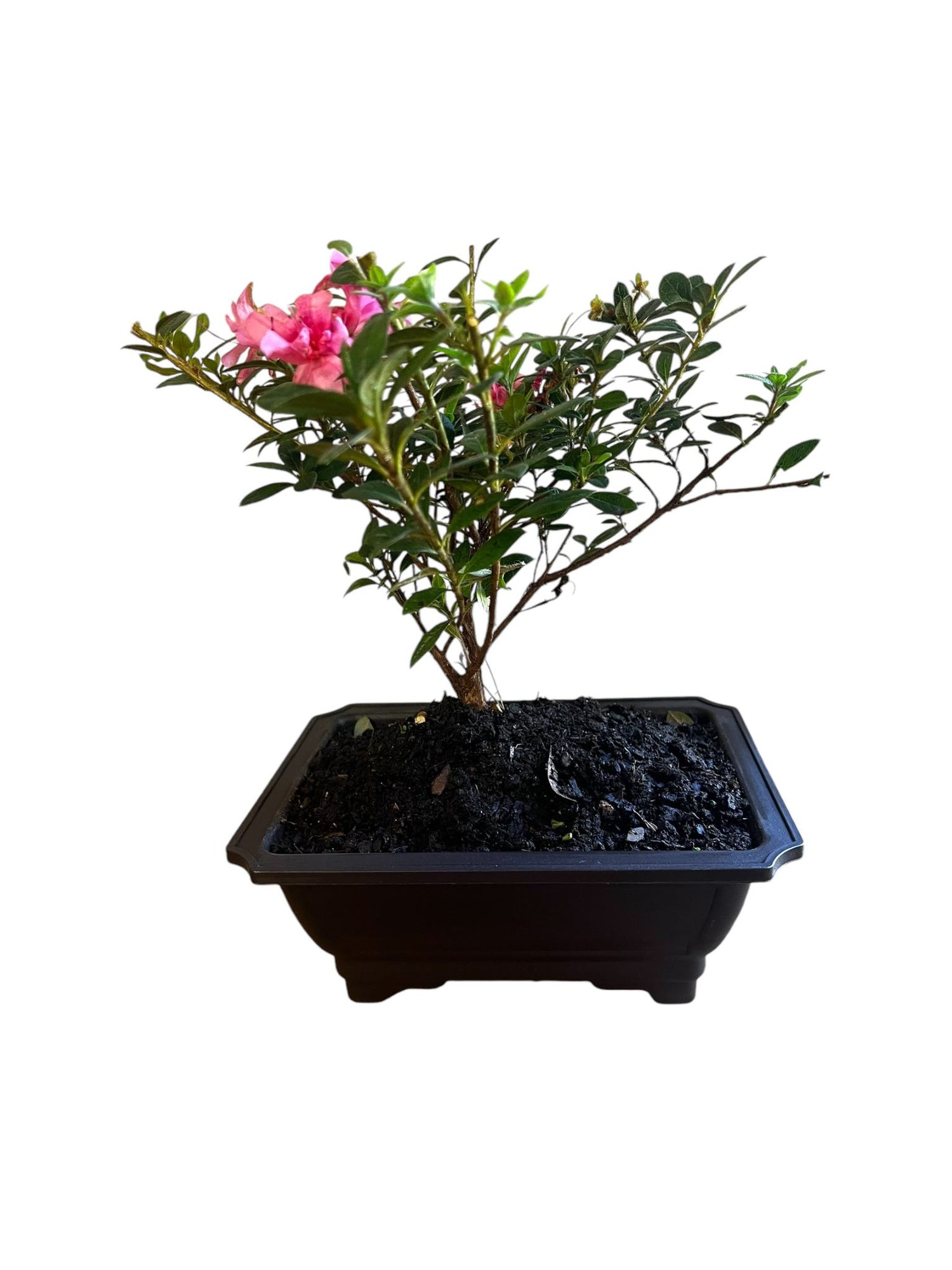 Bonsai Coral Bells Azalea Indoor/Outdoor (Live Plant)