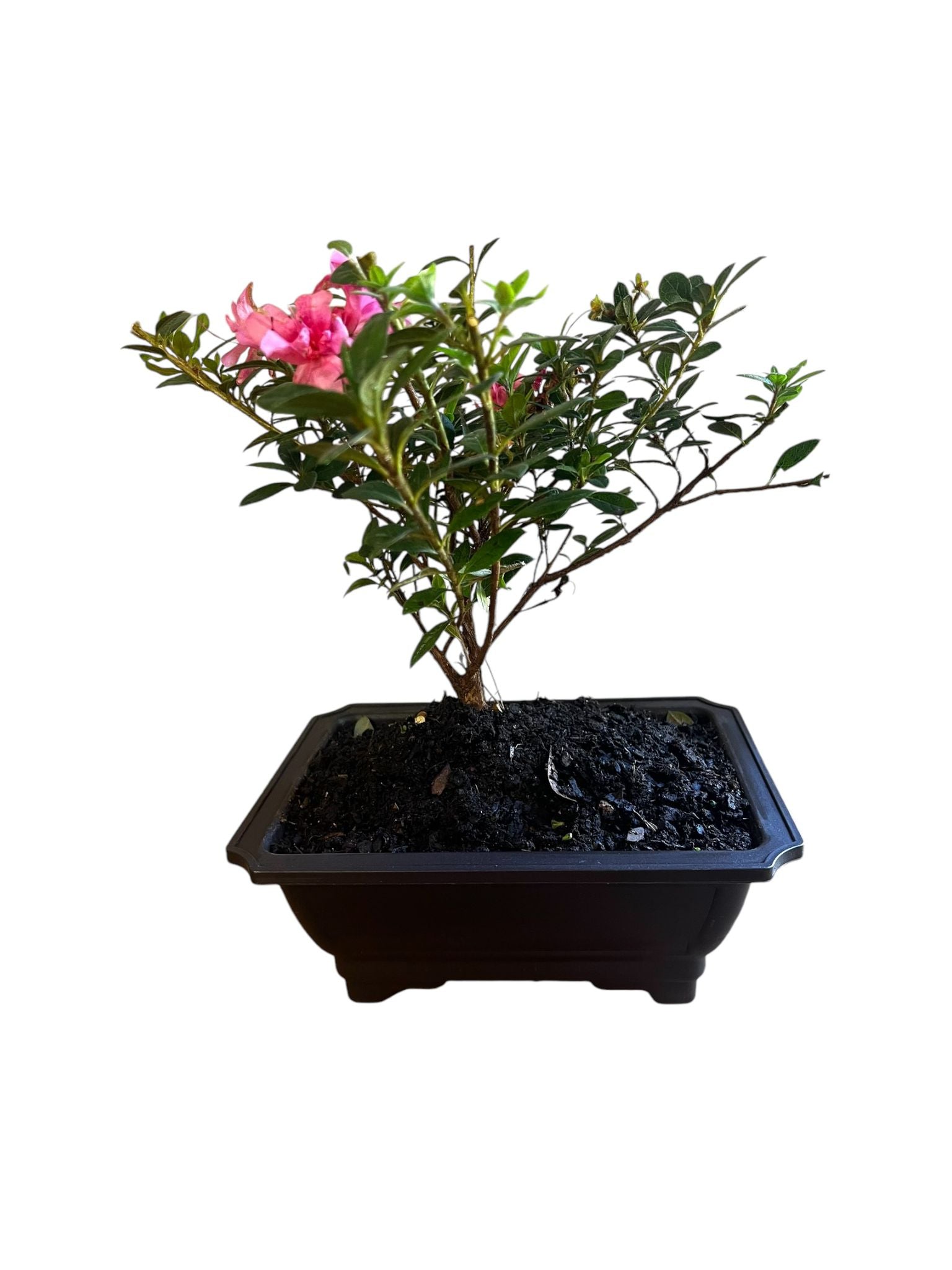Bonsai Coral Bells Azalea Indoor/Outdoor (Live Plant)