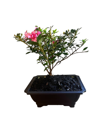 Bonsai Coral Bells Azalea Indoor/Outdoor (Live Plant)