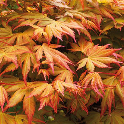 Orange Dream Japanese Maple