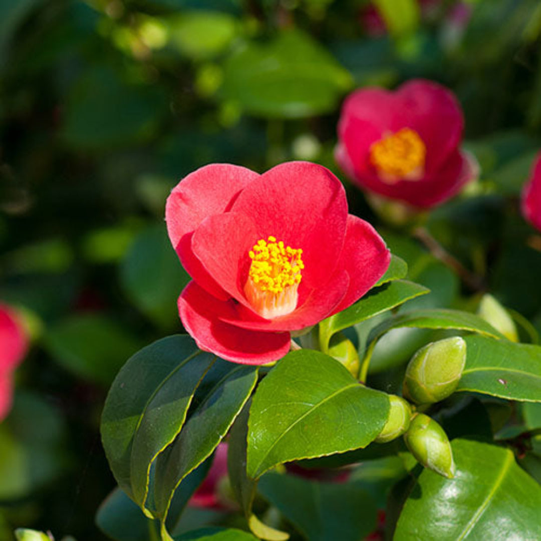 Camellia Yuletide-Brilliant Red Blooms with Yellow Center