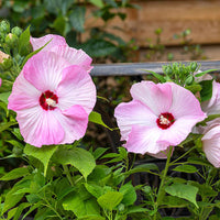 Hibiscus 'Luna Pink Swirl'