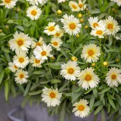 Coreopsis hybrida &