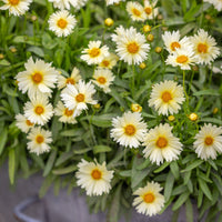Coreopsis hybrida 'Uptick Cream'