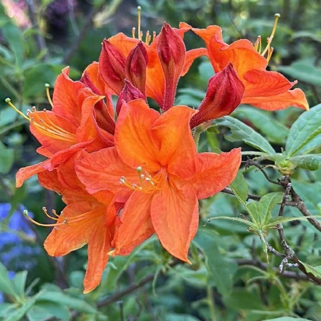 Bloom N Again Orange Frost Azalea