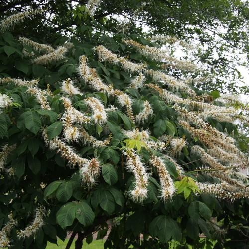 White Buckeye (Bottlebrush Buckeye)