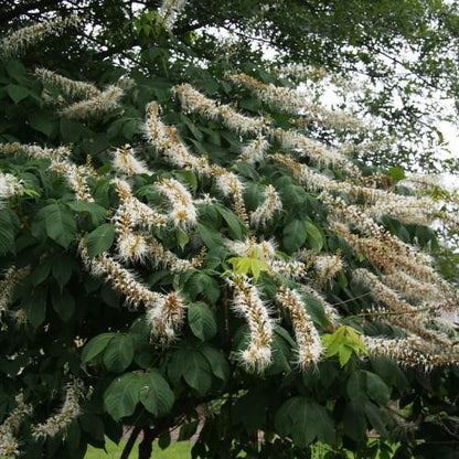 White Buckeye (Bottlebrush Buckeye)
