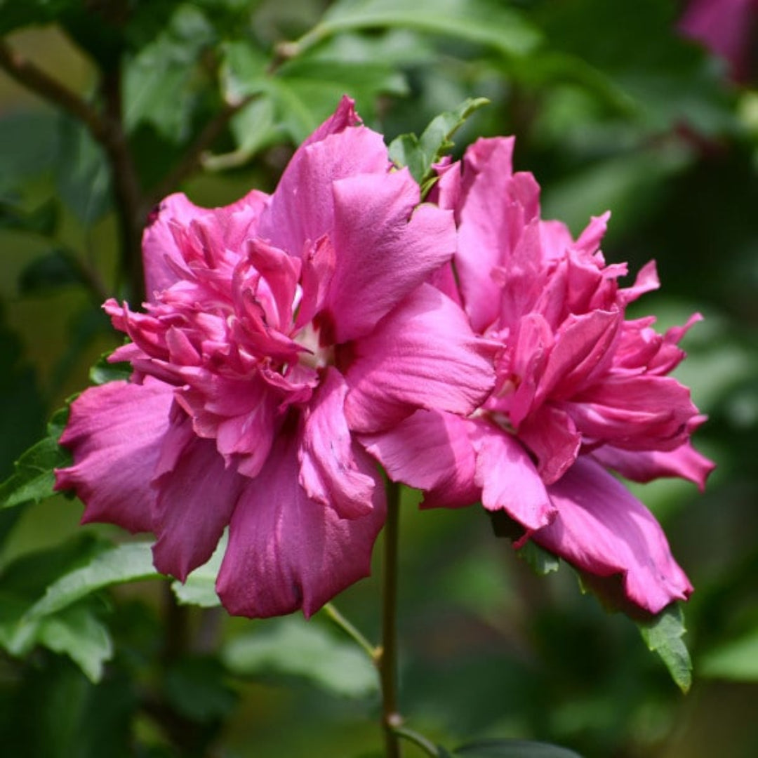 Rosy Red Althea Aka Rose of Sharon Tree