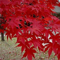 Healthy Oshio Beni Japanese Maple tree in a nursery pot