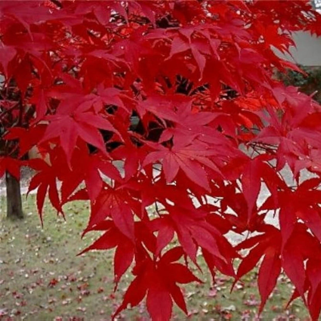 Oshu Beni Japanese Maple showing vivid red leaves and layered branching