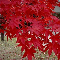 Oshu Beni Japanese Maple showing vivid red leaves and layered branching